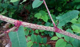 草留视频,揭秘自然之美与生态和谐